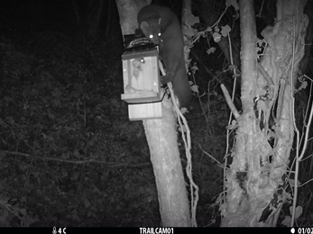 Pine Marten, Straidkilly