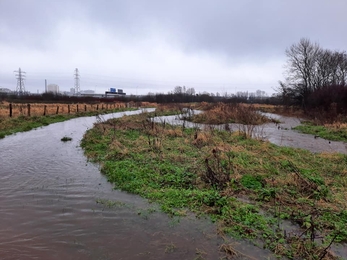 Bog Meadows