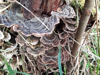 Turkeytail fungus