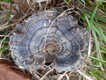 Turkey tail fungus