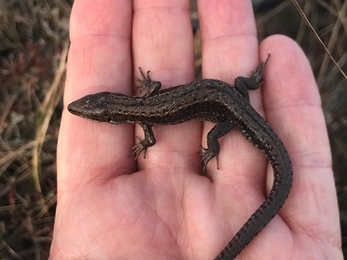 Common lizard