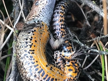 Common lizard