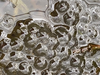 Frog spawn