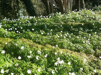  Wood anemone