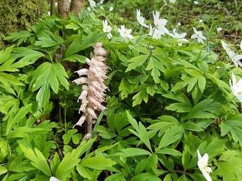  Wood anemone