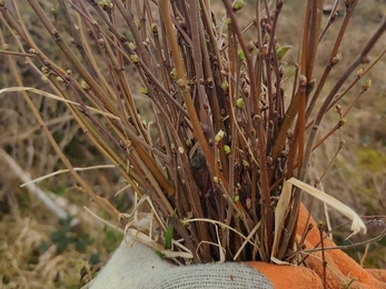 Inishargy bog