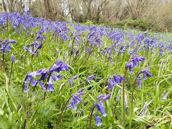 Bluebell, Straidkilly