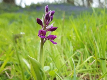 Early purple orchid, Straidkilly