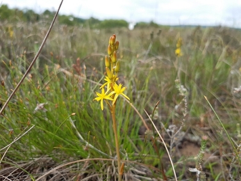 Bog Asphodel (c) Andy Crory