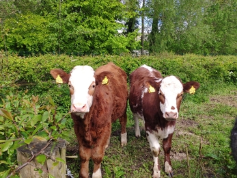 Cows at Bog Meadows