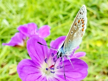Common blue butterfly on wood cranesbill