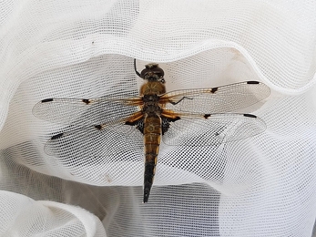 Four-spotted chaser (c) Andy Crory