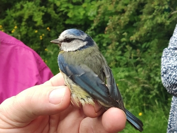 Blue tit (c) Monica Abaurrea