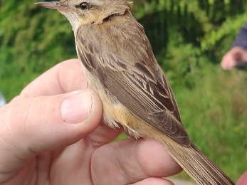 Sedge warbler (c) Monica Abaurrea