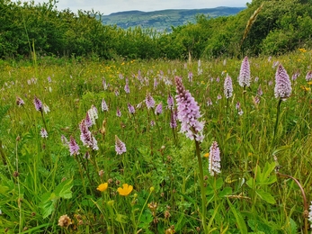 Orchids (c) Genevieve O'Reilly