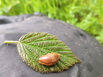 Western dusky slug 