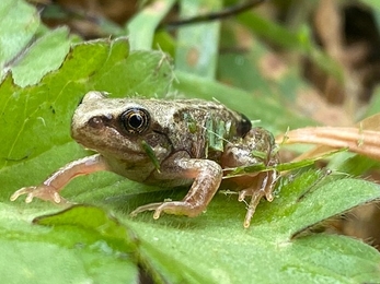 Common frog (c) Eduardo Fernandez