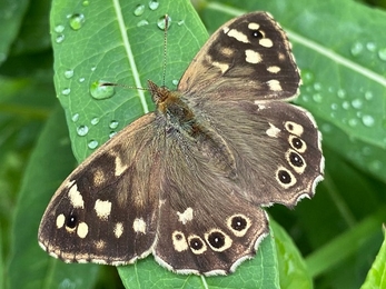 Speckled wood (c) Eduardo Fernandez