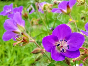 Wood cranesbill translocated at Glenarm