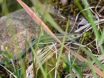 Common Lizards (c) Philip McErlean