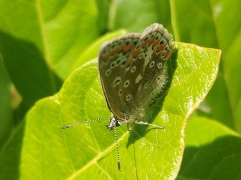 Common Blue Butterfly (c) Monica Abaurrea