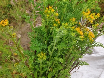 Common Ragwort, Umbra Nature Reserve