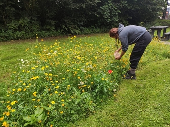 Collecting seeds, Balloo Wetland 