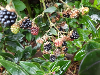 Blackberries at Montgomery Manor - V Allister blog