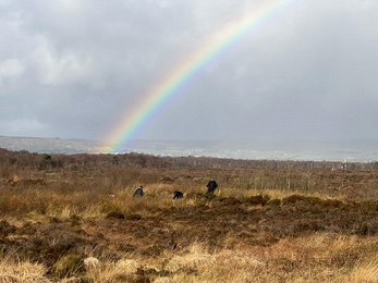 Ballynahone bog