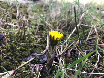 Coltsfoot (c) Ross McIlwrath