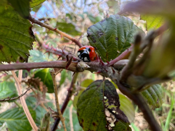 Ladybird (c) Ronald Surgenor