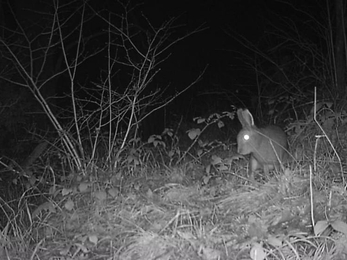 Hare, Glenarm