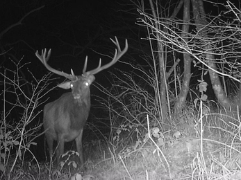 Red deer stag, Glenarm