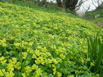 Opposite-leaved golden-saxifrage