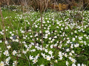 Wood anemone 