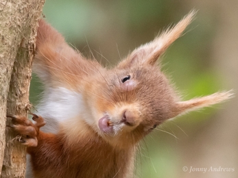 Suspected squirrel pox case at Clandeboye