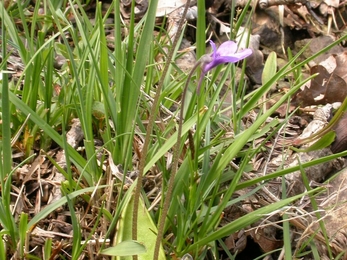 Common Butterwort