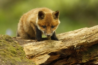 Red fox cub