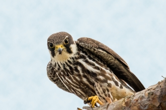 BIRDS OF PREY IN IRELAND: where to see the top 7