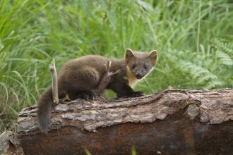 Pine marten