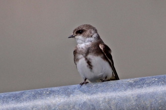 Sand martin