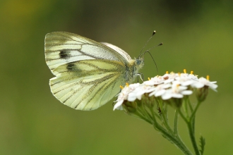 Green-veined White