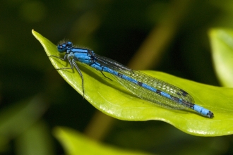 Common Blue Damselfly