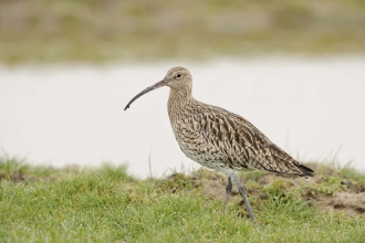 Curlew