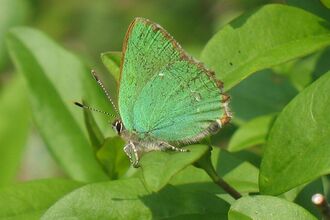 Green Hairstreak butterfly
