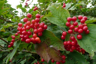 Guelder-rose