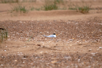 Little Tern