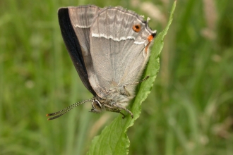 Purple Hairstreak butterfly