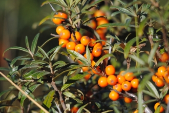 Sea-buckthorn