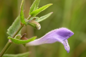 Skullcap